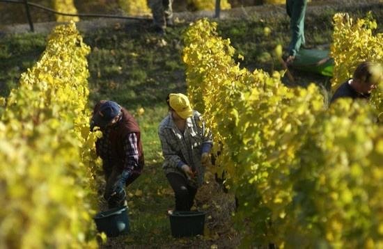 全球葡萄酒總產量下降8.2%，2018葡萄酒漲價已成定勢